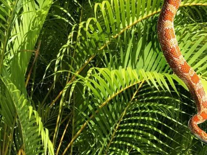 Let Go & Bloom | 2-Minute Snake Wisdom For New Beginnings