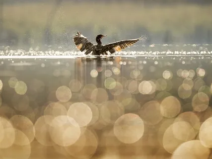 Let Go - Cosmic Harp Lullaby