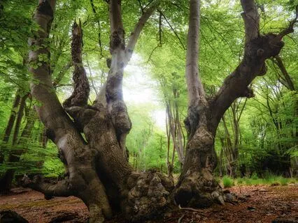 Let Go Melody: Shamanic Release