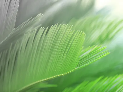 Affirmations: Let Go Of Fear & Love Yourself