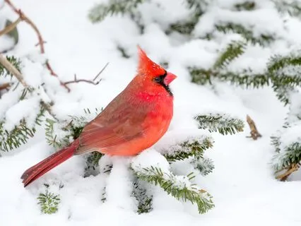 Let Go Of Stress Fast With 432 Hz Tuning Fork & Birdsong