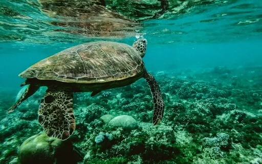 Let Go Of Subconscious Trapped Fear (852Hz)