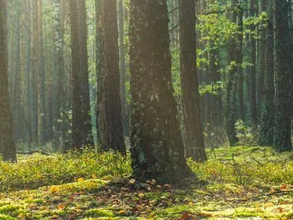 Let Go Of That Health Anxiety - Sovereignty Of The Body