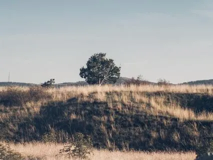 Let Go Of The Struggle: A DBT Meditation For Willingness