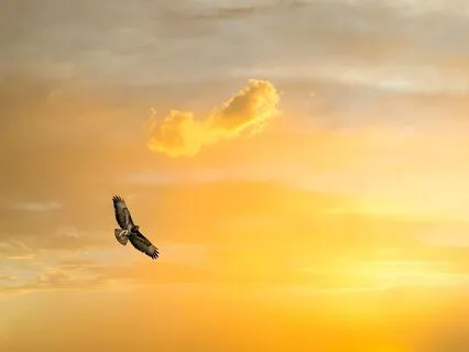 Let Go Of Worries, Soar Like An Eagle For Sleep