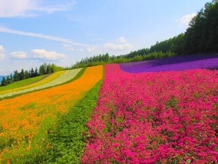 Let Go Of Your Crowded Mind