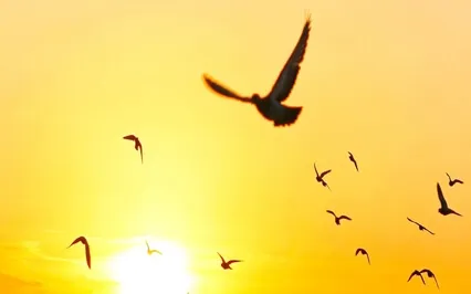 Let Go, Open, And Flow Into Grace