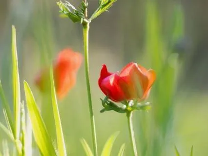 Let In The Light | 5 Min Morning Meditation