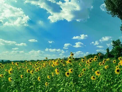 Let It All Go: Soothe Your Nerves