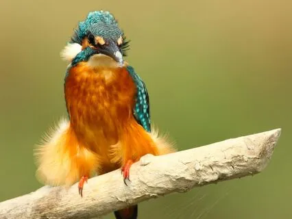 Let It Be: A Daily Grounding Ritual