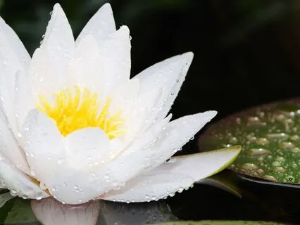 Let It Be What It Is