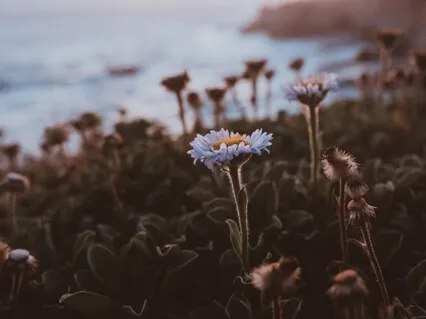 Let It Come, Let It Be, Let It Go