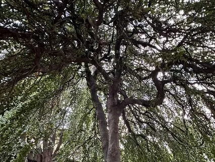 Let It Go - 24-Min Gentle Flow For Release