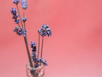 Let Life Live Through You - Poetic Meditation