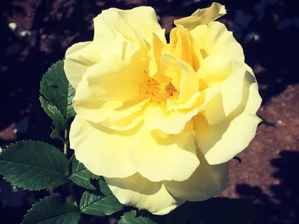 Let Love Lead The Way 