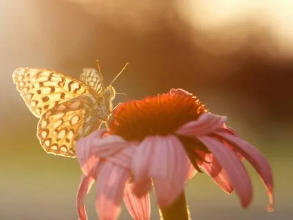 Let Love Shine A Light