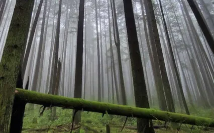 Let Me Explain & Share What PMR Is!