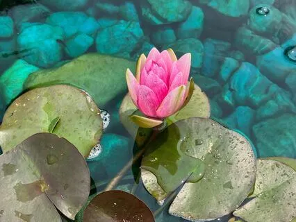 Let Nature Be Your Guru Yoga Nidra