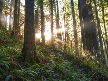 Let's Breathe! Breath Of Fire & DMT Alkaline 5 Rounds