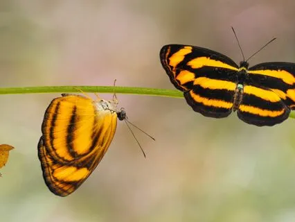 Let's Go A.P.E.!  Appreciate - Praise - Enjoy