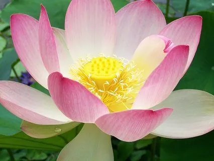 Let's Try Some GMI: Physio For The Brain And Pain