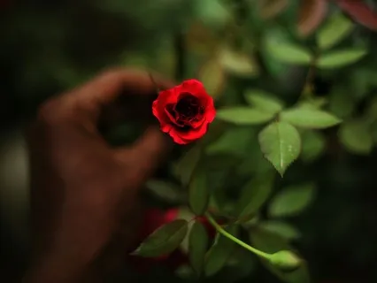 Let The Beauty We Love Be What We Do | Rumi Poem