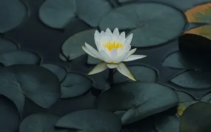 Let The Earth Hold You