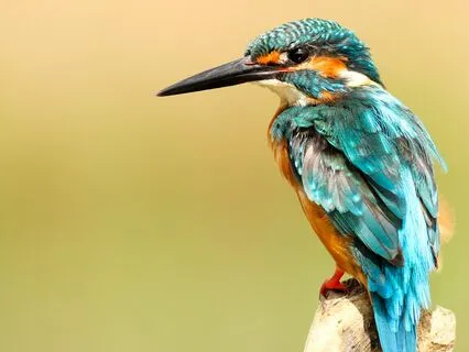 Let The World Replace You