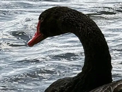 Let Them: A Poem Written By Donna Ashworth