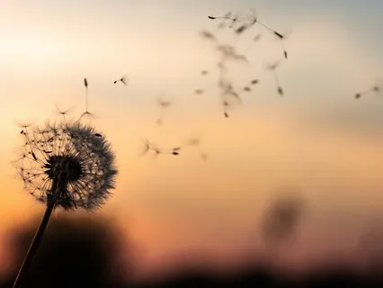 Let Them Theory Meditation | Find Inner Peace Now