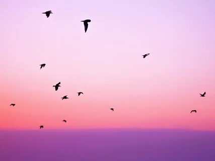 Let There Be Peace / Que haya Paz