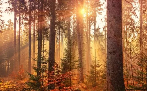 Let Things Fall (With Affirmations)