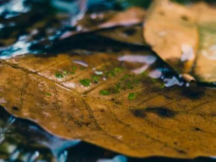 Let Thoughts Float Away: A DBT Mindfulness Meditation