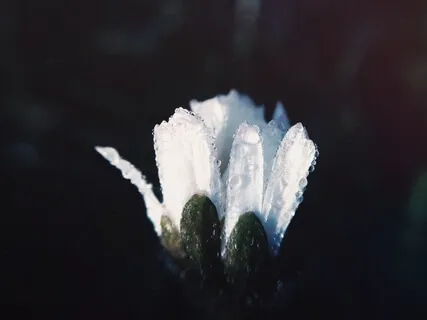 Blending Mother Earth's Energy With White Light Love