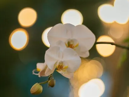 Let Your Inner Light Shine | Jazzy Soul Lofi Beats