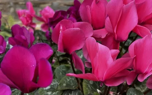 Let's Cleanse Our Chakras