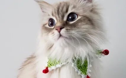 Let's Dream Big For The New Year