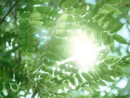 Let's Meet Our Spirit Guides!