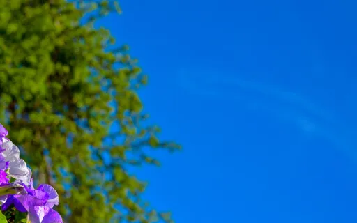 Let's Observe Our Minds