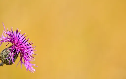 Let's Pray Ourselves Up