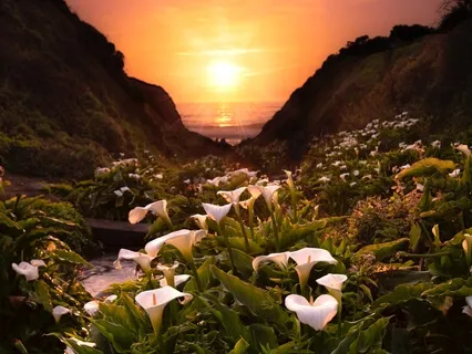 Let's Rejuvenate! 432 Hz