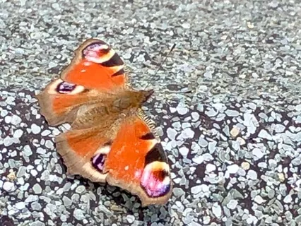 Letters From The Moors - A Sister's Journey 4