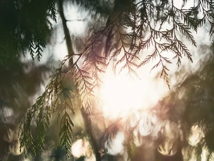 Letting Go - A Meditation With The Healing Power Of Cedar