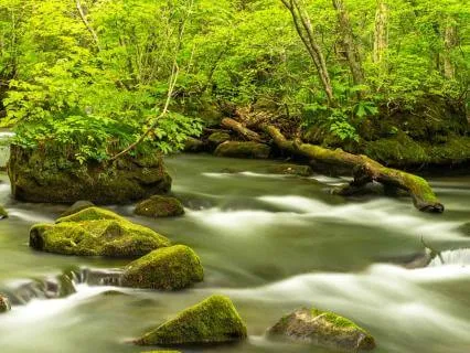 Letting Go And Allowing Manifestation To Flow