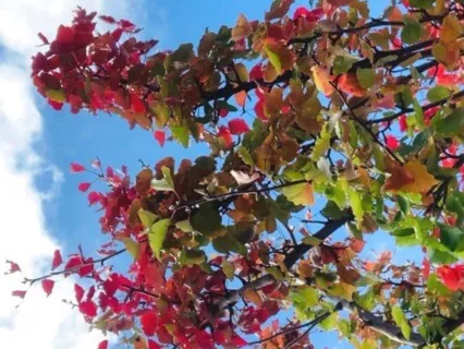 Letting Go: Autumn's Lesson