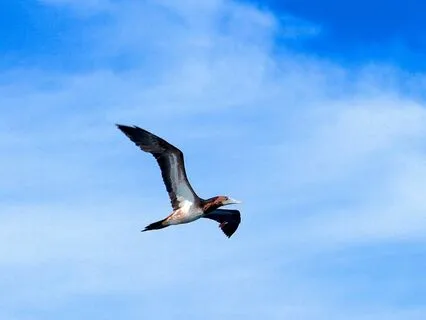 Letting Go, Cutting Cords, Energetic Reset