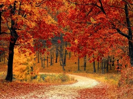 Letting Go During Autumn