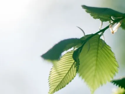 Letting Go: Heal Through Forgiveness