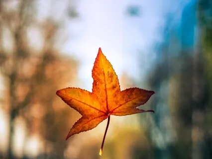 Letting Go Into The Breath (With Gravity's Law - A Poem By Rilke)