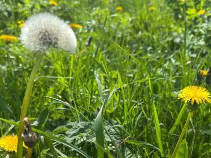 Letting Go, Letting Grow - April 19